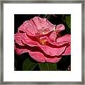 Camellia Xii Framed Print