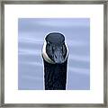 Canada Goose Head Shot Framed Print
