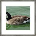 Canada Goose Framed Print