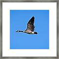 Canada Goose, Madison, Wisconsin Framed Print