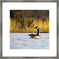 Canada Goose Framed Print