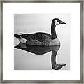 Canada Goose Reflection Black And White Framed Print