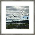 Canada, New Brunswick, Campbellton, Flock Of Seagulls Flying Framed Print