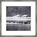 Canadian Geese Gathering Framed Print