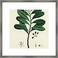 Canella Alba - Cinnamon Bark -  Medical Botany - Vintage Botanical Illustration - Plants And Herbs Framed Print