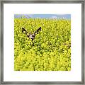 Canola Deer Framed Print