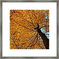 Canopy Of Color Framed Print
