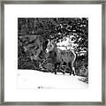 Canyonlands Bighorn In The Snow Black And White Framed Print