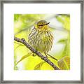 Cape May Warbler Perched Framed Print