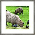 Capybara Grazing In Meadow With Birds Framed Print