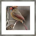 Cardinal 2 Framed Print