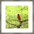 Cardinal 84 Framed Print