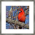 Cardinal In Red Framed Print