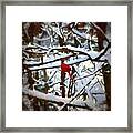 Cardinal In The Snowy Trees Framed Print