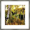Caribou National Forest Autumn Glow Framed Print