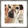 Caring For Your Pets - Pov Framed Print