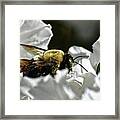 Carpenter Among The Azaleas Framed Print