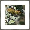 Carpet Chameleon Framed Print