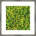 Carpet Of Yellow Flowers Framed Print