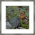 Cascade Golden-mantled Ground Squirrel With Flower Snack #2 Framed Print