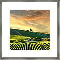 Castellina In Chianti Vineyards At Sunset Framed Print