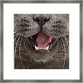 Cat 11 Framed Print