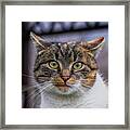Cat Suprised Face. Cat Looks At Camera. Colorful Kitten Standing On Wooden Parapet And Looks Into Garden. She Watch Something. Domestic Moggie On Watch Framed Print