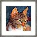 Cat Whiskers Framed Print