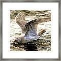Catch Of The Day Framed Print