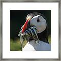 Catch Of The Puffin Day Framed Print