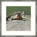 Catching Some Rays Framed Print