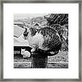 Cats In Kyoto Framed Print