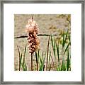 Cats Tail Weed Framed Print