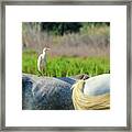 Cattle Egret, Bubulcus Ibis, Standing On A Horse, Camargue, Fran Framed Print