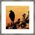 Cattle Egret In Silhouette Framed Print