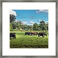 Cattle Grazing Framed Print