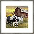 Cattle In The Midwest With Barn And Tractor At Sunset Framed Print