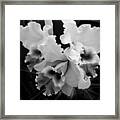 Cattleya Orchid In Black And White Framed Print