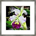 Cattleya Orchid Purple And White Framed Print