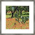 Catus In Hill Country Flowers Framed Print
