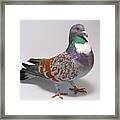 Cauchois Pigeon Framed Print