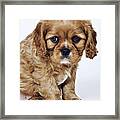 Cavalier King Charles Spaniel. Toy Dog Breed Named After King Charles I, Which Had These Dogs As Pets For His Children. Studio Shot Against A White Background. Owned By Tara Mcclinton Of South Africa. Framed Print