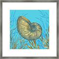 Cedar Key Sealife Iv Framed Print