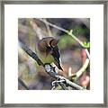 Cedar Waxwing 6 Framed Print