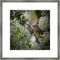 Cedar Waxwing Framed Print