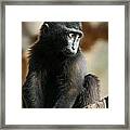 Celebes Black Ape Framed Print