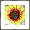 Center Of Attention Framed Print