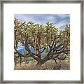 Chained-fruit Cholla Framed Print