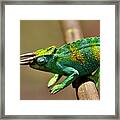 Chameleon Close-up Framed Print