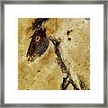 Chauvet Horse Framed Print